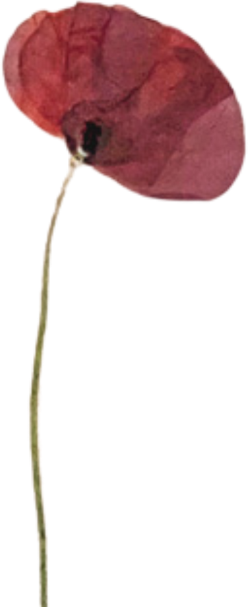 Dried Red Poppy Flower Illustration